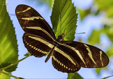 Zebra longwing butterfly

